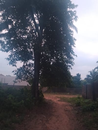 A tall tree dominates the foreground, casting a shadow over a dirt path. The path leads towards a clearing with sparse vegetation. A wall and a few buildings are visible in the background, hinting at a nearby settlement. The sky is overcast, contributing to the somber atmosphere. Palm trees are also visible.