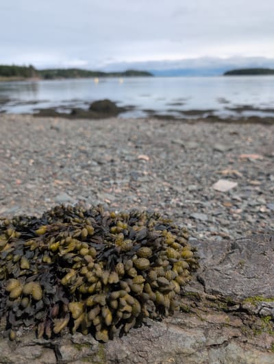 The image shows a close-up view of seaweed on a rocky shore, with the ocean and distant islands in the background. The seaweed is a cluster of dark brown and olive green fronds with small, bulbous air bladders. It rests on a large, grey rock which is partially covered in moss. The shore is made of small, grey pebbles. The water is calm and reflects the overcast sky. In the distance, islands covered in green trees are visible. There are no people or animals in the image. The location is the coast of West Isles Parish, Canada.