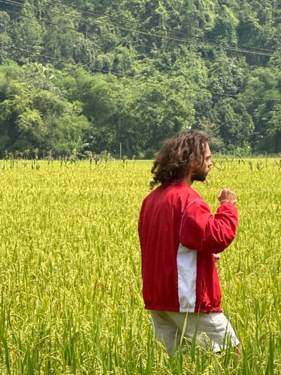 A person with long, curly brown hair and a beard stands in a vibrant green and yellow field, likely a rice paddy, under bright daylight. They are wearing a red jacket with a white horizontal stripe across the chest and light-colored pants. The person's left arm is bent at the elbow with a lightly clenched fist, and they are looking upwards and slightly to their left, suggesting a moment of contemplation, hope, or admiration. A gold-toned bracelet is visible on their left wrist.
The setting is an expansive agricultural landscape, with the field stretching across the midground. In the background, lush, dense green trees cover what appear to be hills or mountains, hinting at a natural, possibly tropical environment. Several dark power lines or cables are visible diagonally traversing the upper left portion of the background, partially obscuring the foliage. The scene is illuminated by clear sunlight, indicating a sunny day. This location is consistent with the rural landscape of Ngọc Đường Commune, Vietnam. There is no visible text in the image.