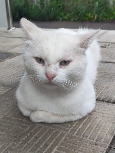 A white cat with blue eyes and scruffy fur is sitting on a patterned concrete surface. The cat has some dirt and possibly dried blood on its face, particularly around its nose and eyes. Its ears are pointed, and its body is tucked in, with its front paws crossed. In the background, there is a blurry green foliage and a metal railing. The scene appears to be outdoors, possibly in a public space.