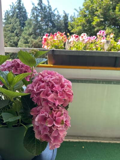 The image shows a close-up of pink hydrangeas in a pot, with a balcony railing and a blurred background of trees and other flowers. The scene is likely a balcony in Bielefeld, Germany, given the context. The hydrangeas are in full bloom, with large, clustered flower heads. The leaves are a deep green. In the background, a row of pink and white flowers in a planter is visible, along with lush green trees. The sky is clear and blue. The overall impression is one of a sunny day with vibrant floral displays.