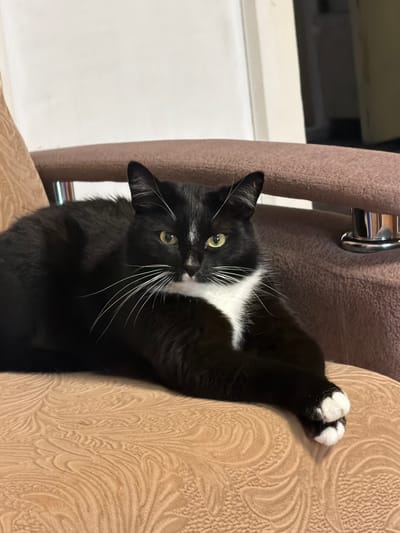 A black and white cat is lying on a beige chair with a textured surface. The cat is facing the viewer, with its body stretched out to the left. Its front paws are crossed, and its hind legs are tucked beneath it. The cat has bright green eyes and white whiskers. The chair is upholstered in a brown fabric, and there is a metal armrest visible on the right side of the image. The background is a plain white wall. The image appears to have been taken indoors, in a residential setting.