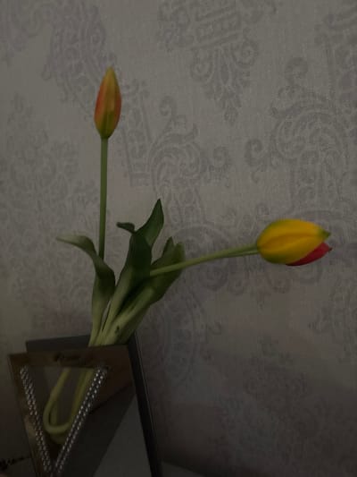 The image shows a close-up, dimly lit shot of three tulips in a bouquet, placed in a gift bag. The tulips are primarily yellow with hints of red and orange at the tips. Two of the tulips are in focus, one standing upright and the other lying horizontally to the right. The third tulip, positioned above and behind the upright one, is partially visible. The background is a textured wallpaper with a faint, ornate pattern. The gift bag, visible at the bottom, is dark gray with reflective silver straps. The scene appears to be indoors, possibly in a residential setting. There is no indication of the city of Mińsk Mazowiecki, Poland.