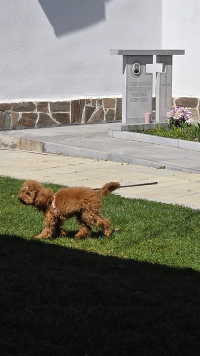 A tan, medium-sized, curly-haired dog stands on a leash on a patch of green grass beside a paved walkway. A tombstone is adjacent to the walkway. The location appears to be a cemetery. The city is Elenovo, Bulgaria. The tombstone includes a photograph. There is a white building to the left of the tombstone. The right side of the scene is shaded.