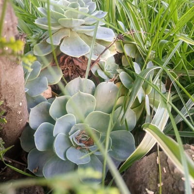 The image displays a close-up, ground-level view of a cluster of succulent plants intermingled with natural vegetation in Kimorori/Wempa ward, Kenya. The central subjects are multiple rosette-forming succulents, characterized by thick, ovate leaves exhibiting a pale blue-green to muted green coloration. The most prominent succulent in the foreground contains dried organic debris, appearing as brown remnants, within its central rosette. Additional succulents of varying sizes are visible in the mid-ground and background.
These plants are surrounded by a dense growth of tall, slender green grass, some blades showing variegated lighter green or yellowish stripes. A section of a brown, textured tree trunk is visible vertically on the left side of the frame. Towards the bottom right, several dark grey-brown rocks are partially obscured by soil and organic litter, including brown dried leaves. Out-of-focus small, light green foliage appears in the extreme foreground on the left. The scene is illuminated by natural, diffuse light, with no prominent shadows, indicating either overcast conditions or a uniform light source. No human figures, animals, or active interactions are present in the frame.