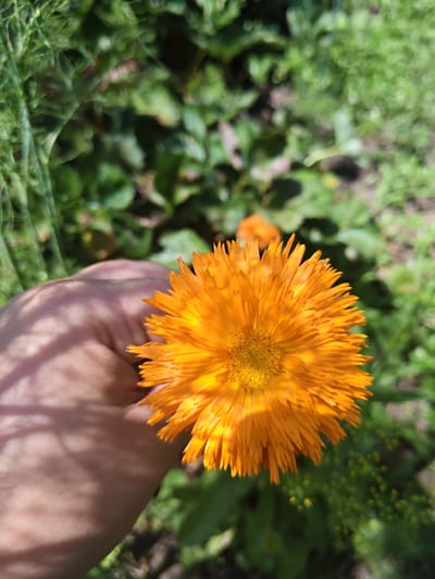 A close-up, slightly angled shot captures an orange calendula flower held in a hand against a blurred green, leafy background. The flower, the primary subject, is vibrant and detailed, with its spiky petals radiating outwards. The hand, positioned in the lower left quadrant, is flesh-toned and shows signs of natural lighting and shadow. The background consists of out-of-focus foliage, suggesting an outdoor, garden setting. The image composition emphasizes the texture and color of the flower. No specific details regarding the city of Unarokovo, Russia, can be inferred from the visual information provided.