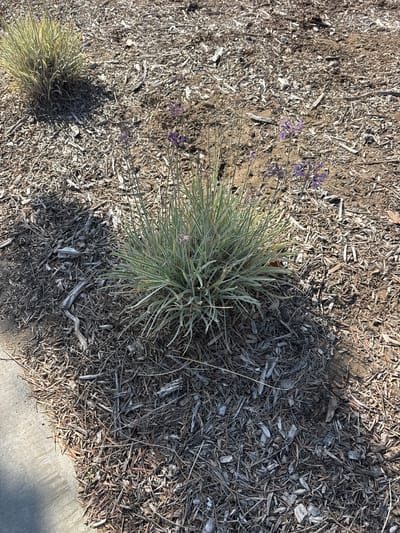 This image depicts a close-up, overhead view of a dry, mulched garden bed. The primary subjects are two clumps of ornamental grass with slender, variegated leaves. One clump is larger and more centrally located, while a smaller one is visible in the lower left corner. Scattered among the mulch are several delicate stalks topped with small, purple flowers, likely lavender. The mulch itself is composed of a mixture of shredded bark, small twigs, and dried leaves, giving the ground a rough, textured appearance.

The scene is set outdoors, suggesting a garden or landscape setting. The lighting indicates it is daytime, with a strong shadow cast by the larger grass clump, hinting at a sunny day. The dryness of the mulch and the arid appearance of the vegetation suggest a warm or dry climate. There are no people or animals visible in the image. The overall impression is one of a natural, somewhat wild or unkempt, garden area. The presence of a concrete edge in the lower right corner suggests this garden bed might be adjacent to a pathway or sidewalk. No visible text is present in the image.