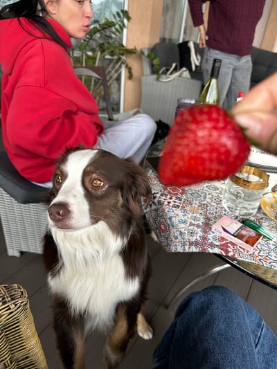 An outdoor patio setting with a medium-sized brown and white Australian Shepherd dog in the foreground, looking to the left with its head tilted. The dog is sitting on a dark wooden deck. In the background, a person wearing a red hooded sweatshirt is sitting in a chair. To the right of the dog, a glass of clear liquid with a gold rim sits on a table covered with a patterned cloth. A partially obscured bottle of white wine, a pack of cigarettes, and a green object are also on the table. In the far background, another person is standing and appears to be wearing a burgundy sweater and gray pants. The scene suggests a casual gathering on a warm day. There is no indication that this scene is located in the city of Bolshaya Rechka, Russia.