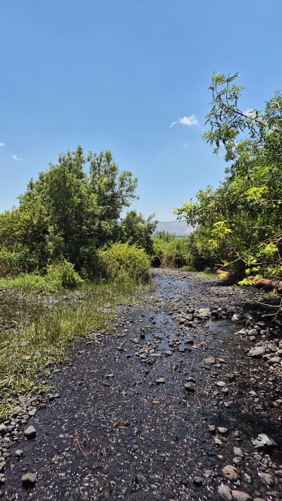 The image shows a shallow, rocky stream flowing through a lush, green natural landscape under a clear blue sky. The stream bed is filled with dark, wet stones, and the water reflects the sunlight, creating a shimmering effect. On either side of the stream, dense vegetation, including trees and bushes with vibrant green leaves, thrives. In the background, a hazy mountain range is visible, suggesting a rural or semi-natural setting. A few small white clouds dot the sky. The overall impression is one of a serene, natural environment in a warm climate, possibly in the Galil Elyon Regional Council, Israel, given the vegetation and mountainous backdrop typical of the region. There are no people or animals visible in the scene, and the environment appears undisturbed. Two large, rusty-orange pipes are visible on the right side of the stream, partially obscured by foliage, suggesting some form of human infrastructure present in the natural setting.