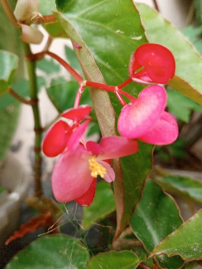 The image displays a close-up of a flowering plant located in Kpein, Liberia. The primary subjects are several bright pink and red flowers and buds, along with green foliage. The flowers exhibit varying stages of development; some are tightly closed, spherical red buds, while others are partially or fully open pink blooms with multiple petals. A prominent open flower in the foreground reveals a cluster of small yellow stamens at its center. These flowers and buds are attached to thin, reddish-pink stems. The plant's leaves are predominantly green, some with visible veins and reddish-brown edges. In the lower-center of the frame, a delicate spiderweb is discernible below one of the pink flowers. The background is softly blurred, showing additional green foliage and indistinct lighter areas. No people, objects other than the plant and spiderweb, or specific actions are visible.