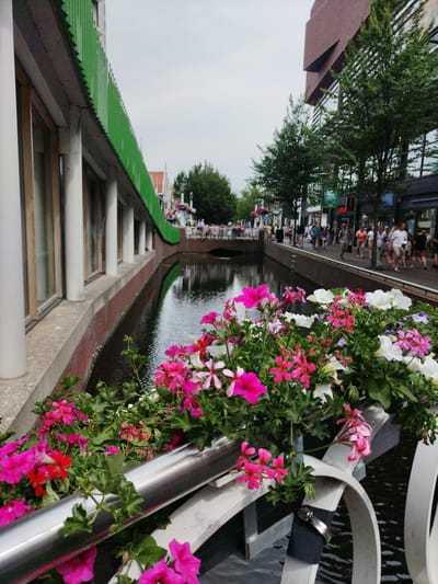 This is a street-level, full shot of a canal in Zaandam, Netherlands, viewed from a bridge. The foreground is dominated by a lush planter box filled with vibrant pink and white geraniums, their leaves forming a dense canopy. A silver railing runs horizontally across the lower part of the frame, reflecting the light.
Beyond the planter, the canal itself is visible, its dark water reflecting the overcast sky and the buildings lining its banks. On the left, a modern building with a green, corrugated facade and vertical white pillars extends into the frame. On the right bank, a row of shops and trees line a pedestrian walkway where several people are seen walking. The background shows a bridge crossing the canal and more buildings, suggesting a bustling urban environment. The overall impression is one of a picturesque canal scene in a European city.