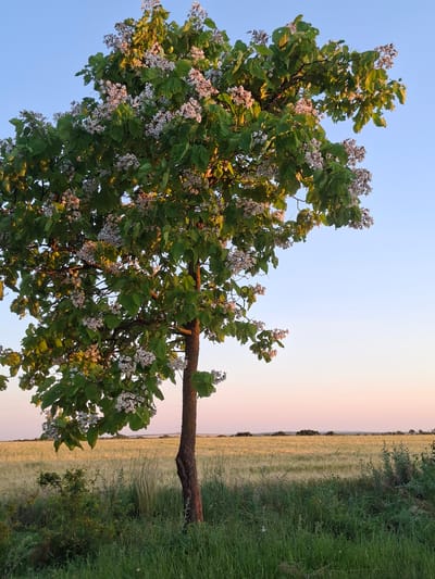 In Hiliuți, Moldova, a Catalpa tree in full bloom stands in a field of golden grain. The tree's branches are laden with clusters of delicate white flowers, interspersed with large, heart-shaped green leaves. The setting sun casts a warm glow on the scene, highlighting the texture of the tree's bark and the shimmering stalks of grain. The sky transitions from a soft blue at the top to a pale pink near the horizon, creating a serene and picturesque atmosphere. In the foreground, tall green grass and a few smaller bushes add depth to the landscape. The image captures a moment of natural beauty in the Moldavian countryside.
