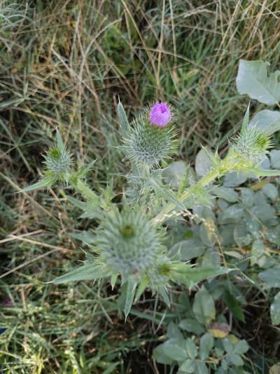 A close-up, top-down shot captures a prickly thistle plant with unopened buds and one partially bloomed purple flower. The plant's spiky leaves and stems are a prominent feature. The background consists of dry, straw-like grass and green foliage, suggesting an outdoor, possibly wild, environment. The scene is set in a natural area within the city of Mirzo Tursunzoda, Tajikistan.