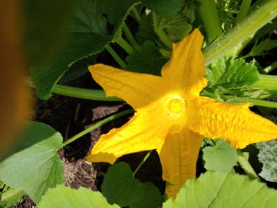 A bright yellow squash blossom, seen from above, is the central focus of this outdoor image. The blossom's petals are unfurled, revealing a light yellow center. Surrounding the blossom are various green leaves of the squash plant, some in sharp focus and others blurred, along with thick green stems covered in fine hairs. The ground beneath is dark, rich soil with some scattered debris. The overall lighting suggests a sunny day. There are no people present in the image. The image was taken in the village of Soyvolovskaya, Russia.