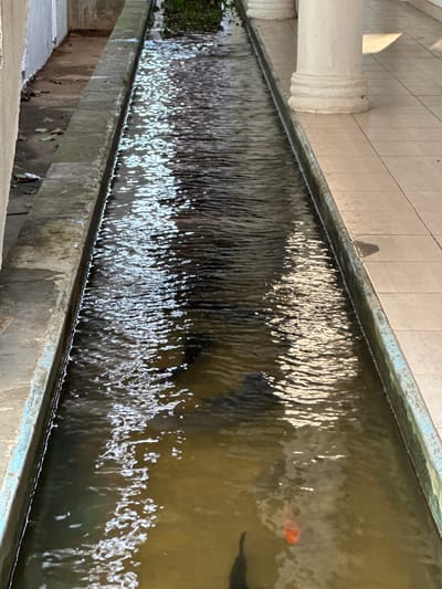 The image shows a narrow, rectangular water channel, likely part of a decorative feature or irrigation system, running alongside a tiled walkway. White columns are visible on the right side of the walkway. The water in the channel is murky and appears to contain several fish, including one distinctly orange koi. The channel itself is bordered by concrete or stone walls, with some signs of wear and discoloration. The left side of the channel is bordered by a concrete or stone surface with scattered leaves. The overall impression is of a serene, outdoor environment in a tropical or sub-tropical setting. The presence of columns and tiled walkways suggests a developed area, possibly a public space, temple, or residential complex. Given the prompt's constraint about Walgama, Sri Lanka, this scene could be interpreted as a water feature within a garden or courtyard in that location.