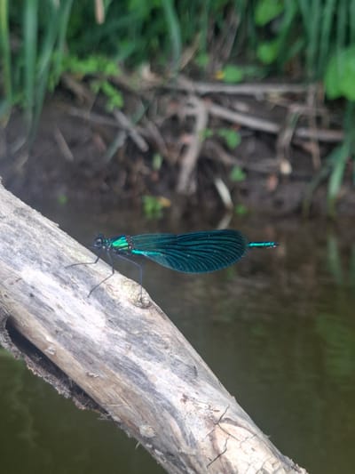A close-up, eye-level shot captures a metallic teal damselfly resting on a weathered, light-colored piece of driftwood. The damselfly is positioned horizontally, facing left, with its iridescent wings spread wide. The driftwood is rough and textured, with visible cracks and a worn surface. In the background, out of focus, is a dark, murky body of water with hints of green foliage along the bank. The scene appears to be a natural setting, possibly a riverbank or stream in a rural area. The location is noted as Derezoovka, Russia.