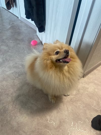 A light-colored Pomeranian dog is sitting on a textured, light-colored floor. The dog is looking upwards with its mouth open and tongue slightly visible. A bright pink, spiky ball toy is on the floor to the left of the dog. In the background, there are light-colored vertical panels, possibly doors or walls, with a dark vertical element between them. A dark-colored garment is hanging on the left side of the background. There is a glimpse of a dark object, possibly a shoe, in the bottom right corner. The scene appears to be indoors, likely in a residential setting. There is no information in the image to suggest the location is Kazan, Russia.
