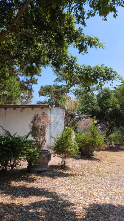 The image shows a building exterior in Lâm Sơn, Vietnam, surrounded by lush vegetation. A white wall with visible wear and tear is partially obscured by trees and shrubs. A unique, spiky plant grows near the building's roofline. Large trees with dense foliage frame the scene, reaching towards a clear blue sky. The ground is covered in a mix of gravel and fallen leaves, dappled with sunlight and shadows. A decorative planter sits near the bottom of the frame, partially hidden by surrounding greenery.