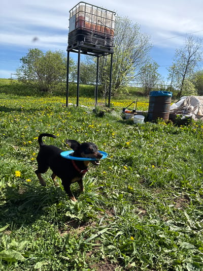 A black and tan dachshund is depicted in a grassy field, holding a blue ring in its mouth. The dog wears a red collar. The field is filled with dandelions. In the background, there is a metal tank on a stand, a large barrel, and various other objects, including a white bucket. Bare trees are visible in the distance. The sky is blue with some clouds. The image is taken at Усть-Тунтор, Russia.