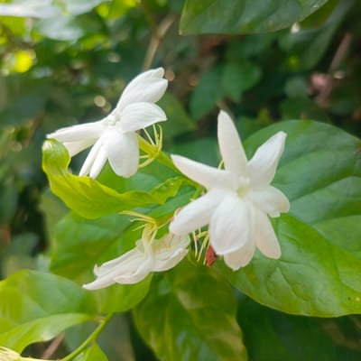 In Geulanggangbaro, Indonesia, a close-up photograph captures a cluster of white jasmine flowers with delicate green leaves in the background. The lighting suggests a natural, outdoor setting, likely in a garden or natural area. The focus is sharp on the flowers, highlighting their petal structure and reproductive parts. The surrounding foliage is softly blurred, creating a depth of field that emphasizes the blossoms. The image is a still life, devoid of human presence or action, focusing solely on the botanical subject.