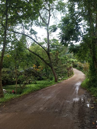 The image depicts an unpaved, reddish-brown dirt road winding through a densely vegetated, rural environment in Hasanparthy mandal, India. The road appears damp or muddy in various sections, particularly on the right side where several puddles are visible. It curves gently to the right and recedes into the distance, appearing to ascend slightly.

On both sides of the road, dense green foliage dominates the scene. To the left, a variety of trees, shrubs, and ground cover are present, including tall trees with visible trunks and branches. Yellow flowering plants are interspersed among the greenery. Near the bottom left, a small patch of pink or red flowers is visible next to a white, indistinct object, possibly a stone or debris. Further back on the left, a dark structure, potentially a fence or wall, is partially obscured by vegetation.

On the right side of the road, the vegetation is equally dense, featuring tall trees with dark bark and thick green canopies that partially obscure the sky. The overall impression is one of lush, natural growth. The sky, visible through the tree canopy, is bright and overcast. No individuals, animals, or artificial structures other than the implied road and a possible obscured fence are present. No actions or interactions are depicted. A small, light-colored object, possibly a stone or piece of debris, rests on the road in the foreground.
