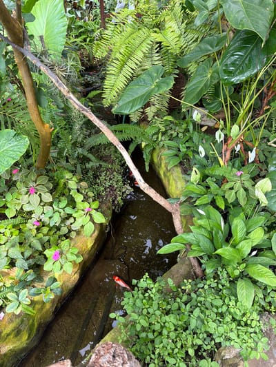 This is a top-down, eye-level shot of a lush, densely vegetated garden, likely an indoor botanical garden or a very well-maintained greenhouse, set in a rocky, water-filled channel. The image focuses on the vibrant green foliage and a small, brightly colored koi fish swimming in the clear, shallow water. The scene is teeming with life, from the various types of leaves, ferns, and small flowering plants, to the single koi that is the focal point of the aquatic element. The water channel is lined with moss-covered rocks, creating a naturalistic and somewhat rugged appearance. The overall impression is one of a tranquil, verdant oasis. It is unlikely this scene is in Icod de los Vinos, Spain as the vegetation and style do not match the typical Canary Islands flora and architecture.