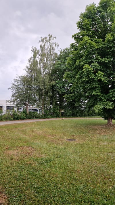 The image captures an outdoor scene on a cloudy day, likely in Ichenhausen, Germany, near a building. In the foreground, a grassy field extends across the bottom of the frame, with patches of brown and green grass. A circular manhole cover is visible in the grass towards the right side of the frame. A paved pathway runs horizontally across the middle ground, bordered by more grass and some low-lying bushes.

Behind the pathway, a line of trees forms a backdrop. To the left, a white building with multiple windows and a white roof is visible, with the partial text "BALZER" appearing on its facade. Several trees, including a slender birch tree with delicate, drooping branches and a larger tree with broad, green leaves, stand in front of and to the right of the building. The largest tree, with dense green foliage, dominates the right side of the image. The sky is overcast with gray clouds. There are no people or animals visible in the image.