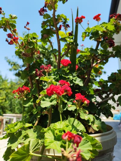 A medium shot captures a potted geranium plant with bright red flowers and vibrant green leaves against a clear blue sky. The plant is positioned outdoors, likely on a balcony or patio, as suggested by the blurred background which hints at a building and some distant greenery. The focus is on the plant itself, with individual flowers and leaves clearly visible. The light is bright, indicating daytime, and the scene appears to be in a residential or garden setting. The image does not depict any people or specific landmarks that would definitively place it in Sovet, Kyrgyzstan.