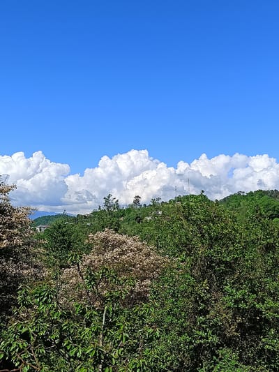 The image shows a landscape with a clear blue sky above. A line of puffy white clouds sits on the horizon, appearing behind a dense area of green trees and shrubbery. In the middle ground, the trees are a mix of light brown and green, while the foreground is dominated by dark green foliage. There is a hint of buildings and structures visible through the trees in the mid-ground, and a communication tower is visible in the distance. The photograph was taken in Yuada-Gulrypsh, Abkhazia.
