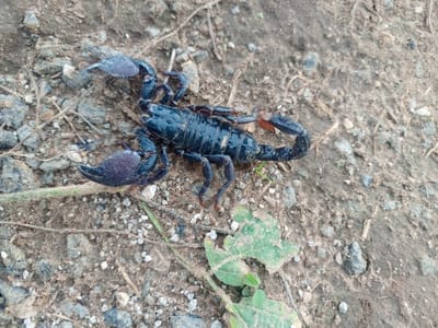 A black scorpion is pictured on the ground in Anguwar Jaba, Nigeria. The scorpion is the main subject, centrally located in the frame, and appears to be facing towards the right side of the image. It is dark in color, with visible pincers, legs, segmented body, and a raised tail. The ground is composed of dirt, small pebbles, and scattered dried plant matter. A few green leaves are visible in the lower right portion of the image. The lighting suggests it is daytime.