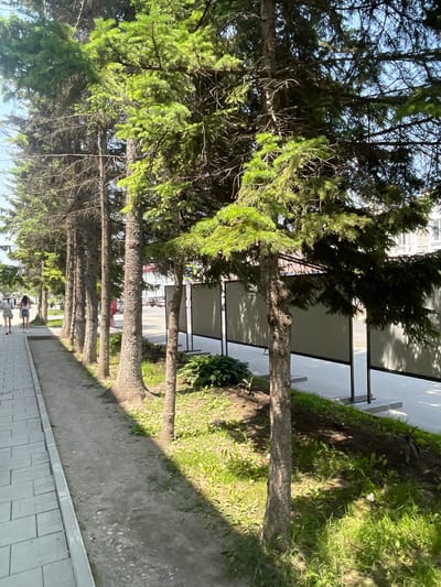 The image depicts a sunny day in Spassk-Dal'nij, Russia, with a row of tall evergreen trees lining a paved walkway. The trees are lush with green foliage, casting dappled shadows on the ground. Beyond the trees, a modern building with large windows is visible, suggesting an urban or suburban setting. The walkway itself is constructed with light-colored, textured tiles, and to the left of the trees, there is a grassy area with some vegetation. In the distance, a few people are walking along the path, their figures small in the frame, indicating a peaceful, everyday scene. The lighting suggests it is likely late morning or early afternoon. No visible text is present in the image.