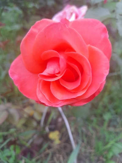 A close-up, slightly out-of-focus, vertical, eye-level shot of a vibrant coral-pink rose is presented. The rose is in full bloom and positioned centrally, occupying most of the frame. Its petals are tightly swirled inwards towards the center, with softer, lighter shades towards the edges of the outer petals. The background is a blurred mix of green foliage and hints of other soft pink flowers, suggesting a garden setting. The lighting is soft and diffused, creating a gentle glow on the rose petals. The location is Kliushnykivka, Ukraine.