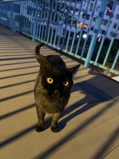 A black cat with yellow eyes stands on a gray surface next to a blue metal structure. The image is taken from above, looking down at the cat. The blue structure appears to be a railing or fence, with a view of buildings visible through the gaps. The location cannot be determined from the image.