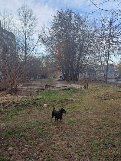 The image captures an outdoor urban landscape in Bel'kovo, Russia, under a partly cloudy sky. In the immediate foreground, a small, black dog with tan markings, wearing a dark collar, stands on a patch of ground consisting of sparse green grass, bare earth, and dried organic debris; the dog faces right with its head turned towards the right. To the left of the mid-ground, a stack of multiple grey, rectangular concrete slabs rests on the ground. The scene is dominated by numerous leafless deciduous trees and dense, bare bushes scattered throughout the mid-ground and background. In the background, multi-story residential buildings are visible, including a prominent grey structure on the far left and another partially obscured building towards the right. A paved or dirt path runs horizontally across the mid-background, where a single individual is observed walking away from the camera. Two vehicles are partially visible behind foliage: a dark-colored car on the left and a lighter-colored car on the far right. Overhead utility lines are visible against the sky.