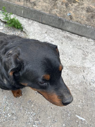 A close-up, high-angle shot shows a Rottweiler dog looking down in Tuzdybastau, Kazakhstan. The dog is predominantly black with tan markings on its face and legs. Its fur appears slightly scruffy. The background consists of a concrete surface with scattered gravel and a metal border. A small green plant sprouts from a crack in the concrete to the left of the dog. The lighting is natural daylight, and the overall scene is outdoors.