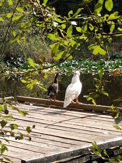 Two ducks, one dark and one white, stand on a wooden dock. The dark duck is on the left, facing right, with its head slightly lowered. The white duck is on the right, facing left, with its head up. The ducks are positioned on a wooden platform, which appears to be a dock or a boardwalk. Behind them, a body of water is visible, covered with lily pads and other aquatic vegetation. The background is a dense arrangement of trees and foliage, suggesting a natural or park-like setting. The lighting indicates it is daytime, with sunlight casting shadows. The image seems to be taken from a slightly elevated perspective, looking down at the ducks. The scene is calm and serene. The location is not identifiable within the city of Évreux, France.