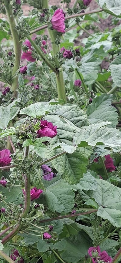 The image depicts a close-up view of several blooming purple mallow flowers amidst lush green foliage. The flowers are in various stages of bloom, with some fully open and others still in bud. The leaves are large, with a textured, veined surface, and appear to be growing in a dense cluster. The stems are thick and support both the flowers and leaves. The background is out of focus, suggesting a natural setting, possibly a garden or a wild area. The lighting suggests it is daytime, with soft, diffused light. The scene is located in Vihi, Estonia.
