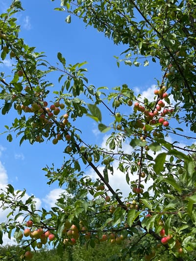 In Karniowice, Poland, on a clear day with scattered clouds, a plum tree is laden with ripe fruit against a backdrop of blue sky. The branches, draped with green leaves, are heavy with clusters of small, round plums. The fruit varies in color, with some showing shades of yellow and green, while others are a deep red, indicating ripeness. The sunlight filters through the leaves, highlighting the plumpness of the fruit. The scene is one of natural abundance, capturing a moment of summer's bounty.