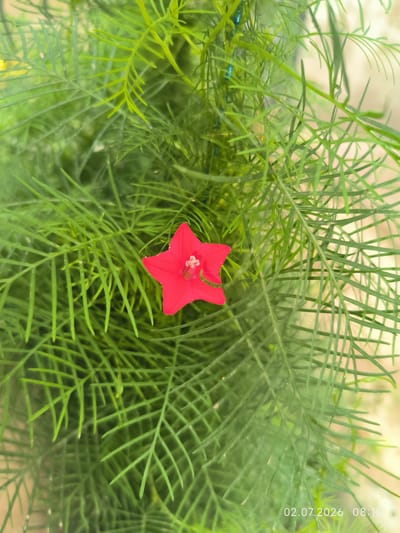 The image shows a close-up of a red, star-shaped flower with delicate white stamens in the center, nestled amongst a dense growth of bright green, feathery foliage. The foliage appears to be a vine or climbing plant, with thin, elongated leaves. The flower is in focus, while the surrounding leaves are slightly blurred, creating a shallow depth of field. The background is also out of focus, appearing as a soft, lighter green and beige. In the bottom right corner, a timestamp reads "02.07.2026 08:10". The scene is likely an outdoor garden or a potted plant. There are no people or animals visible in the image. The location is stated as Kattasu, Uzbekistan.