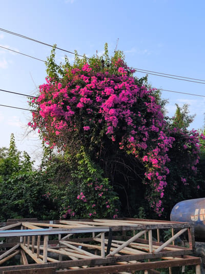 A bright pink bougainvillea bush dominates the center of the frame, its vibrant flowers cascading down over dense green foliage. The bush is partially obscured by electrical wires strung across the top of the image against a pale blue sky. In the foreground, a weathered, metallic structure, possibly a scaffold or makeshift shelving unit, is visible, composed of rusty metal beams and supports. To the right of the bougainvillea, a large blue cylindrical object, likely a storage tank or container, is partially visible, with some lettering or markings on its surface. The scene appears to be an outdoor setting, possibly a yard or construction site, with the overall impression of a somewhat unkempt but visually striking natural element set against industrial or utilitarian objects. The image does not contain any people or depict any actions or interactions. This scene is located in Jammu, India, as per the query.