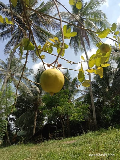 The image, captured in Gampong Teungoh, Indonesia, shows a close-up of a lemon hanging from a branch against a backdrop of coconut trees and lush greenery. The lemon is a pale yellow, round fruit with a textured peel, suspended from a thin branch adorned with green and yellowing leaves. The sky above is a clear blue with a few wispy white clouds. In the mid-ground, the fronds of several coconut trees are visible, along with other dense foliage. A small, rustic wooden structure with a thatched roof is partially obscured by the trees and vegetation. The foreground is dominated by a patch of green grass, with a small, sunlit path leading into the scene. The overall impression is of a tropical, natural environment.