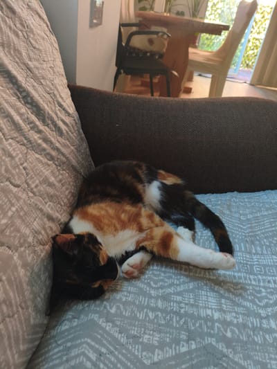 A calico cat is curled up asleep on a couch. The cat's fur is a mix of black, orange, and white. The couch has a textured, dark brown upholstered backrest and a light grey patterned fabric seat. A large, quilted throw with a geometric pattern is draped over the left side of the couch. In the background, a wooden dining table and chairs are visible, with a large window showing a sunlit outdoor scene. The image does not provide any information about the location in the city of Greater London, United Kingdom.