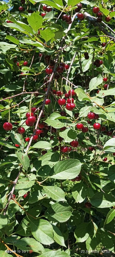 The image displays a close-up view of a cherry tree laden with ripe, dark red cherries and green leaves. The cherries are clustered on branches, some in pairs, with long stems. Sunlight filters through the dense foliage, creating dappled shadows. The scene appears to be outdoors, likely in a natural setting or orchard. The bottom of the image contains a watermark indicating "REDMI 10 5G" and a date stamp "20.06.2026 10:02". The location of Zaamin, Uzbekistan, is provided as context for the image.