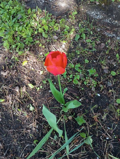 A red tulip is in full bloom, standing upright in a patch of dark soil interspersed with various small weeds and grasses. The tulip's stem is green, with several leaves surrounding its base. The soil appears moist and contains small twigs and debris. The surrounding vegetation includes small, green-leaved plants and dry blades of grass. In the background, there is a patch of green moss or algae on a rough, concrete surface. The location is likely a garden or other cultivated area within a city. There are no people or animals visible. There are no overt actions or interactions occurring, other than the natural growth of the plant.