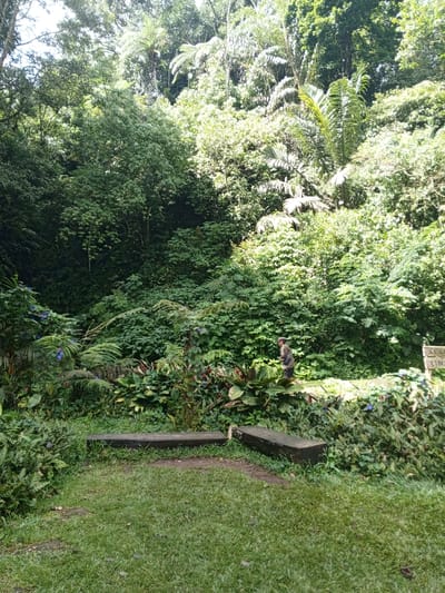 The scene depicts a lush, forested environment in Hinabangan, Philippines, under daylight. In the immediate foreground, a grassy clearing contains two dark, roughly cut wooden logs positioned horizontally, serving as benches. Beyond this clearing, the midground is dominated by dense, verdant tropical foliage, including large-leafed plants, ferns, and scattered purple blossoms. A single individual, dressed in dark attire and wearing a cap, is situated on an elevated, unpaved path or cleared area within this vegetation, facing towards the left side of the frame. To the far right, a light-colored wooden sign post is partially visible, displaying fragments of text that appear to read "CERU" and "CIBO". The background consists of a dense, towering canopy of green trees and various tropical plants, forming a continuous natural wall.
