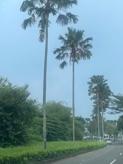 In Pakulonan Barat, Indonesia, an overcast day presents a scene dominated by tall palm trees lining a road. The foreground features a strip of vibrant green grass and manicured hedges, bordering a paved road with white and blue markings. Several palm trees, some with visible fruit clusters, stand tall against a pale blue sky. To the left, a dense collection of various green trees and foliage creates a lush backdrop. In the distance, more palm trees and buildings are visible, with a silver car driving on the road. The environment suggests a suburban or urban roadside setting with ample greenery.