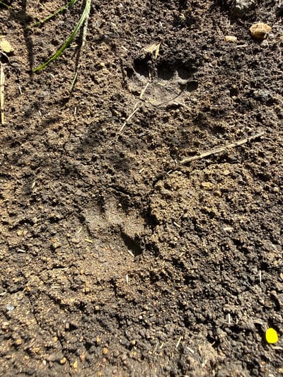 The image captures a close-up view of soil, likely outdoors, as indicated by the natural lighting and the presence of dried grass stalks and a small yellow leaf. The primary subjects are two distinct animal tracks pressed into the dark, granular soil. The track on the left is clearer, showing a distinct paw print with what appear to be four toe pads and a heel pad. The track on the right is less defined but shares a similar shape.

The scene is characterized by the texture of the soil, which is a mix of dark earth and lighter sand or grit, with some small stones interspersed. The lighting suggests it is daytime, with strong shadows indicating the sun is at a moderate angle. The overall impression is one of a natural environment, possibly a trail or an area where animals frequent. There is no text visible in the image. The location context of Baimovo, Russia, suggests a temperate or boreal environment where such tracks might be found. The activity taking place is simply the presence of the tracks, implying an animal has recently passed through this spot.