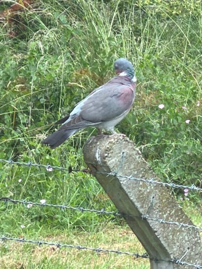 A pigeon, with a grey head and iridescent neck feathers, perches on a rough, concrete post. The pigeon's body is predominantly grey with subtle reddish-brown markings on its wings and back. It is facing to the left of the frame, its head slightly tilted. The concrete post is weathered and appears to be part of a fence, as barbed wire is visible wrapped around it and stretching across the lower portion of the image. The background consists of lush green foliage, with tall grasses and smaller leafy plants. Scattered amongst the greenery are small pinkish-purple flowers. The overall scene suggests an outdoor, possibly rural or semi-rural, environment. There is no indication of the city of Tewkesbury, United Kingdom, in the image itself.