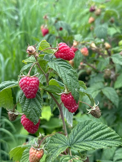 A close-up, shallow depth-of-field shot focuses on ripe red raspberries and their leaves on a bush. Several raspberries are visible, with the most prominent ones being bright red and plump. One raspberry, in the center left, is fully in focus and hangs from a stem, showcasing its drupelets. To its right, a slightly out-of-focus raspberry is visible. Above and to the right of the central raspberry, another ripe raspberry is partially obscured by leaves. In the lower right, a cluster of unripe, green raspberries is visible, along with a mature leaf. The background is a blur of green foliage, suggesting a natural, outdoor setting. The image composition emphasizes the texture and color of the raspberries and leaves. The location in the city of Кашат, Kyrgyzstan, is not visually discernible from the image itself.
