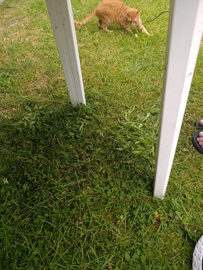 An orange tabby cat is on a grassy area, with its front paws extended toward a few green leaves. Two white rectangular posts are in the foreground, suggesting a table or bench is present, but it is mostly out of frame. A person's feet wearing a sandal and a sneaker are visible on the right side of the image. The scene appears to be outdoors in a grassy yard. There is no information about the city of Babylon, Czechia.